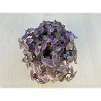 Callisia repens 'Pink Lady' - kúszó törpepletyka