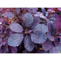 Cotinus coggygria ‘Royal Purple’ - cserszömörce