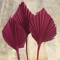 Palm Spear dekornövény burgundi színű