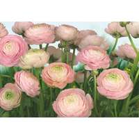 Komar Komar fotótapéta Gentle Rose 368 cm x 254 cm FSC