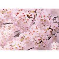 4-Home Fototapéta Sakura 180 x 127 cm, 1 rész