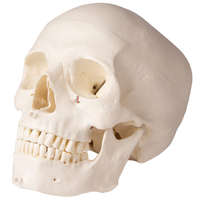  Erler Zimmer emberi koponya modell fogorvosok részére - 5 részes