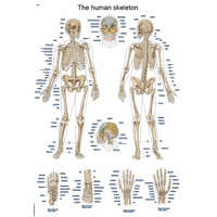  Erler Zimmer anatómiai poszter - Emberi csontváz