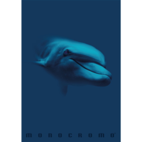 Pigna Pigna Monocromo Blue 38 lapos A4 kockás füzet - Többfajta (P1111-1855)