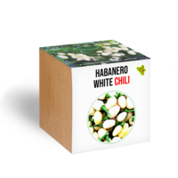 N/A Habanero white chili paprika növényem fa kaspóban (WDWR-nov-0054)