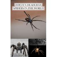 Larry Slawson (magánkiadás) Top Ten Deadliest Spiders in the World