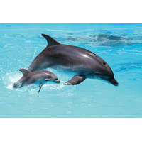  Vlies Fotótapéta - Two dolphins - 375x250 cm