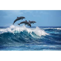  Vlies Fotótapéta - Three beautiful dolphins - 375x250 cm