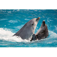  Vlies Fotótapéta - Two dolphins - 375x250 cm