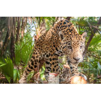  Vlies Fotótapéta - Jaguar in The Jungle - 375x250 cm