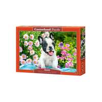 Castorland Castorland 500 db-os puzzle - Francia bulldog kiskutya (B-53650)