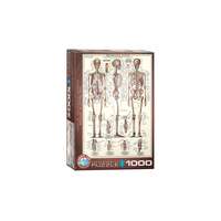 EuroGraphics EuroGraphics 1000 db-os puzzle - The Skeletal System (6000-3970)