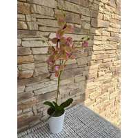  Orchidea Művirág 1 szálas kaspóban #rózsaszín-zöld