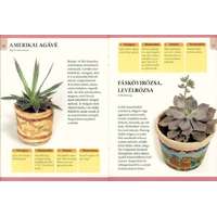 Szalay Könyvkiadó Otthonunk növényei 5. - Különleges szobanövények: húsevők, kaktuszok, kúszó szárúak