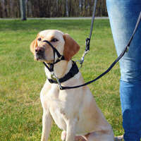 Trixie Trixie Top Trainer Training kutyahám (L-XL; 37 cm; Nyakszíj: 48-60 cm)
