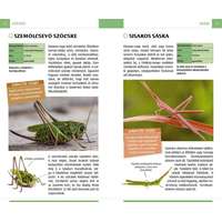  Lepkék, bogarak és más ízeltlábúak - Természetbarátok zsebkönyve