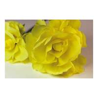 Noname Krepp-papír 200x50 cm citromsárga