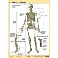 Stiefel Az emberi csontváz I-II. DUO tanulói munkalap
