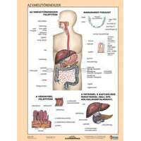 Stiefel Az emésztőrendszer + Az emésztés DUO tanulói munkalap