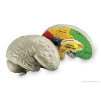 Learning Resources Emberi agy szivacsból