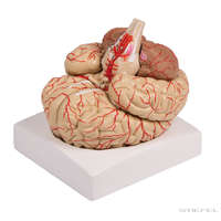 Erler-Zimmer Emberi agy modell artériákkal, 8 részes