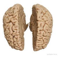 Erler-Zimmer Emberi agy (férfi), élethű reprodukció