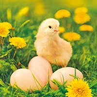 Húsvét Húsvét Chicken with Eggs szalvéta 20 db-os 33x33 cm