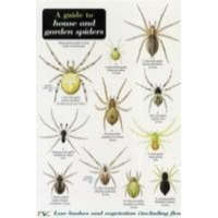  Guide to House and Garden Spiders – Richard Lewington