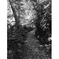  Robert Adams: An Old Forest Road – Thomas Zander,Henry David Thoreau