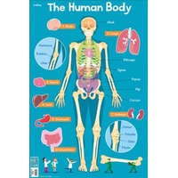  Human Body – Collins Maps