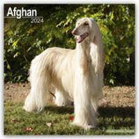  Afghan Calendar 2024 Square Dog Breed Wall Calendar - 16 Month