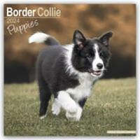  Border Collie Puppies Calendar 2024 Square Dog Puppy Breed Wall Calendar - 16 Month