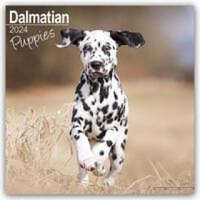  Dalmatian Puppies Calendar 2024 Square Dog Puppy Breed Wall Calendar - 16 Month