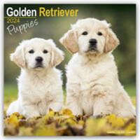  Golden Retriever Puppies Calendar 2024 Square Dog Puppy Breed Wall Calendar - 16 Month