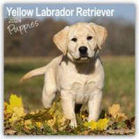  Yellow Labrador Puppies Calendar 2024 Square Dog Puppy Breed Wall Calendar - 16 Month
