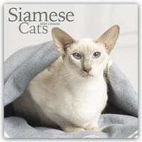  Cats - Siamese Calendar 2024 Square Cat Wall Calendar - 16 Month