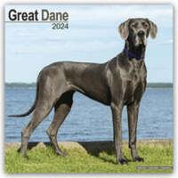  Great Dane - Dänische Dogge 2024 - 16-Monatskalender