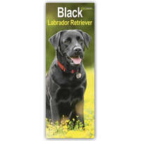  Black Labrador Retriever - Schwarze Labrador Retriever 2024