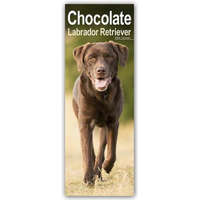  Chocolate Labrador Retriever - Schokoladenfarbene Labrador Retriever 2024