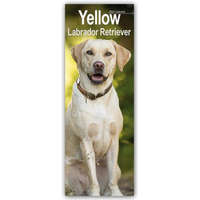  Yellow Labrador Retriever - Gelbe Labradore 2024