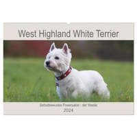  West Highland White Terrier - Selbstbewustes Powerpaket - der Westie (Wandkalender 2024 DIN A2 quer), CALVENDO Monatskalender – Barbara Mielewczyk