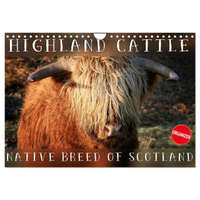  Highland Cattle - Native Breed of Scotland (Wall Calendar 2024 DIN A4 landscape), CALVENDO 12 Month Wall Calendar