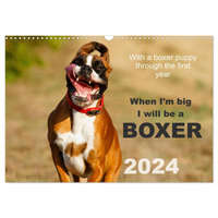  When I'm big I will be a Boxer / UK-Version (Wall Calendar 2024 DIN A3 landscape), CALVENDO 12 Month Wall Calendar