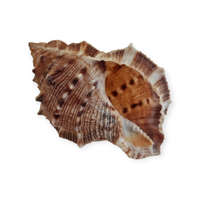 Medvés Tüskés kagyló 4-7 cm