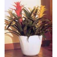 Mimóza 20 cm kaspó fehér