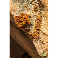 Alga por (barna alga)