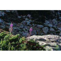 Kisvirágú füzike tea