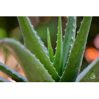  Aloe vera (Bio) hígított