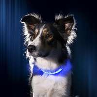  LED kutya nyakörv világító kutyanyakörv kék M