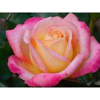 Rózsavíz BIO 250ml